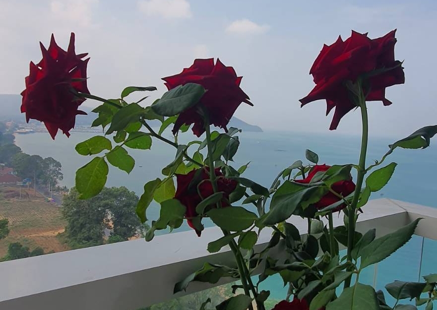 ให้เช่า Del Mare Bangsaray เดลมาเล่ย์ บางเสร่ 2 ห้องนอน 2 ห้องน้ำ วิวทะเล