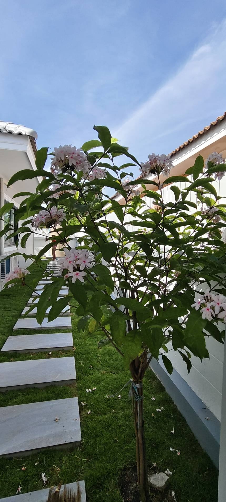 ขาย Pool Villa 4 ห้องนอน 3 ห้องน้ำ มาบประชัน (2)