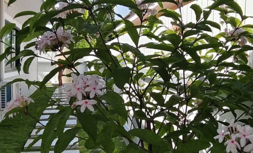 ขาย Pool Villa 4 ห้องนอน 3 ห้องน้ำ มาบประชัน (2)